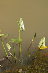 Sagittaria sagittifolia