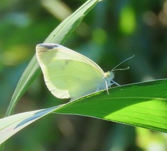 Pieris rapae
