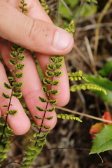 Asplenium trichomanes