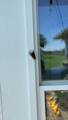 Tabanidae