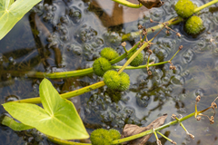 Sagittaria sagittifolia