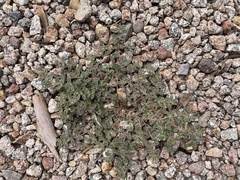 Euphorbia abramsiana