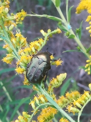 Protaetia cuprea
