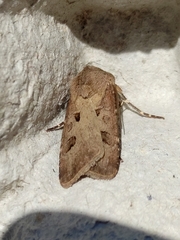 Agrotis exclamationis