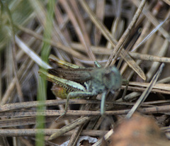 Gomphocerippus rufus