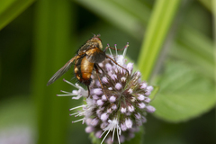 Tachina fera