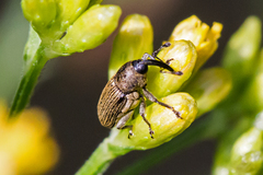 Odontocorynus