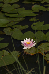 Nymphaea alba