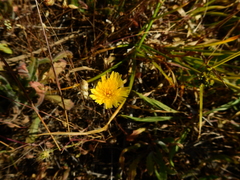 Hypochaeris