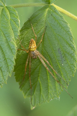 Metellina segmentata