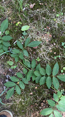 Aralia hispida
