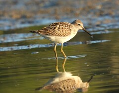 Calidris himantopus