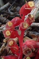 Monotropa hypopitys