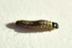 Choristoneura fumiferana