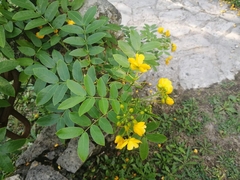 Senna multiglandulosa