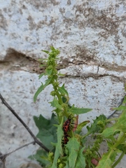 Blitum virgatum