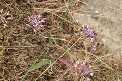 Allium acuminatum