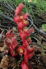 Monotropa hypopitys