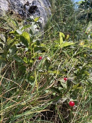 Lonicera alpigena