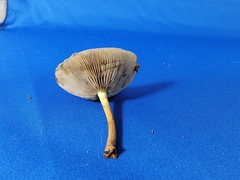 Pholiota polychroa