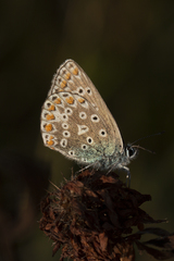 Polyommatus icarus