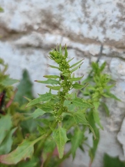Blitum virgatum