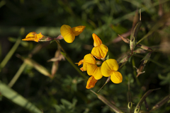 Lotus corniculatus