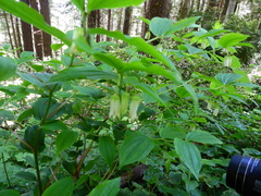 Prosartes smithii
