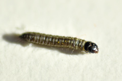 Choristoneura fumiferana