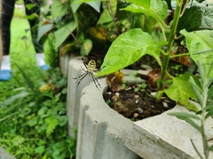 Argiope bruennichi