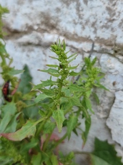 Blitum virgatum