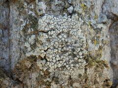 Pertusaria