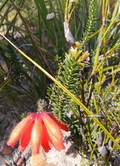 Erica cerinthoides cerinthoides