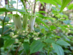 Prosartes smithii