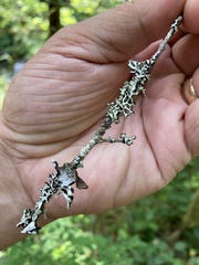 Hypogymnia tubulosa