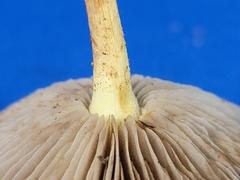 Pholiota polychroa