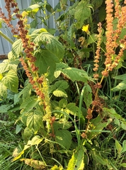 Rumex longifolius