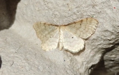 Idaea fuscovenosa
