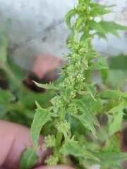 Blitum virgatum