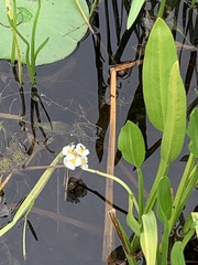 Sagittaria rigida