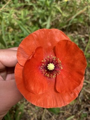 Papaver