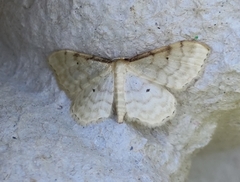 Idaea fuscovenosa