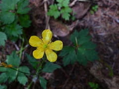 Ranunculus repens