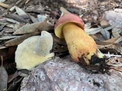 Hypomyces