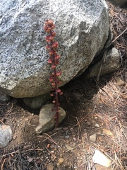 Pterospora andromedea