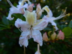 Rhododendron occidentale