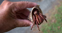 Coenobita brevimanus