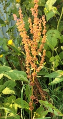 Rumex longifolius