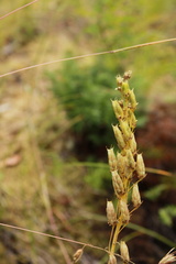 Toxicoscordion venenosum