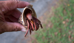 Coenobita brevimanus